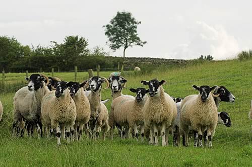 Farm Images